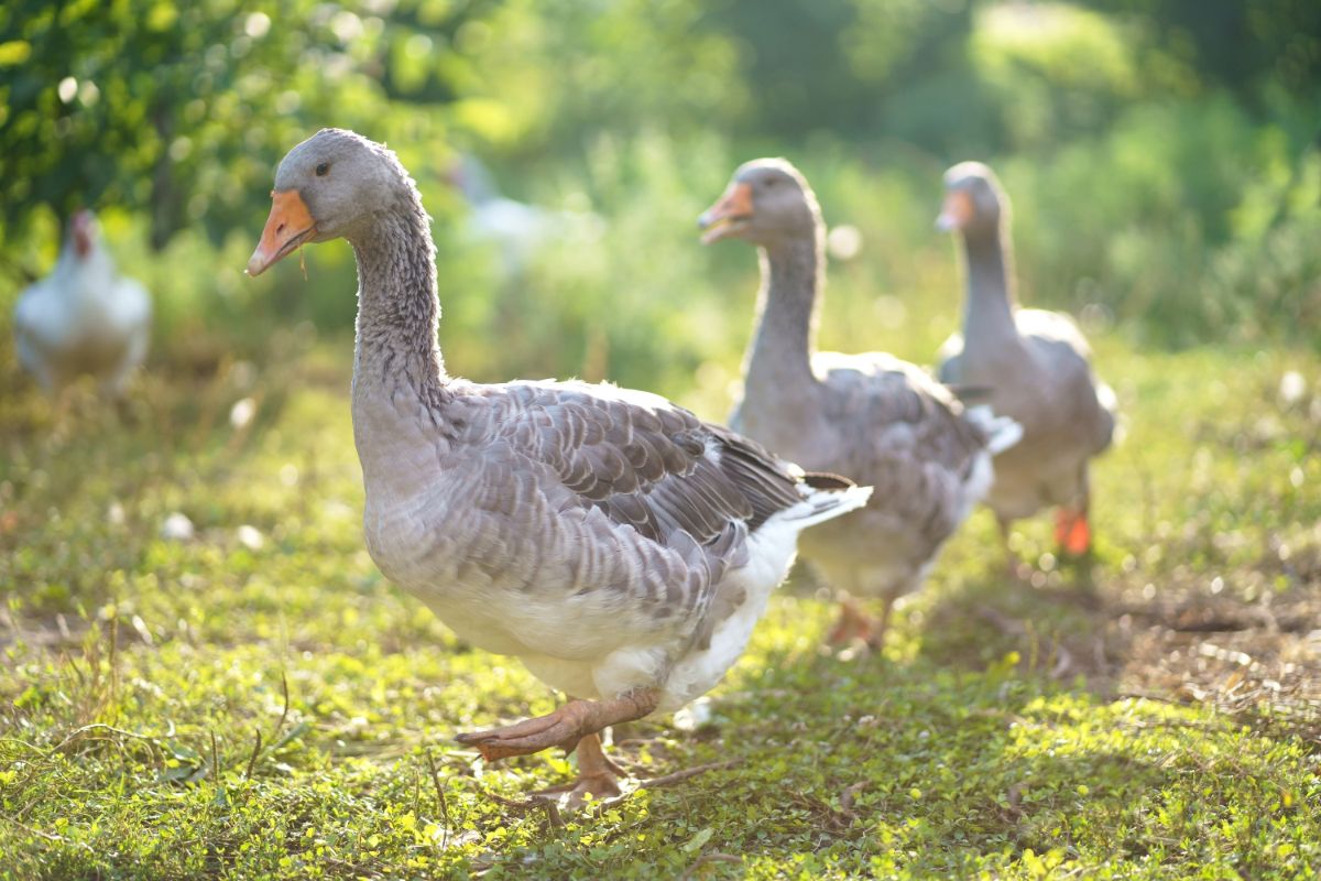 Three gooses walking in a green meadow.