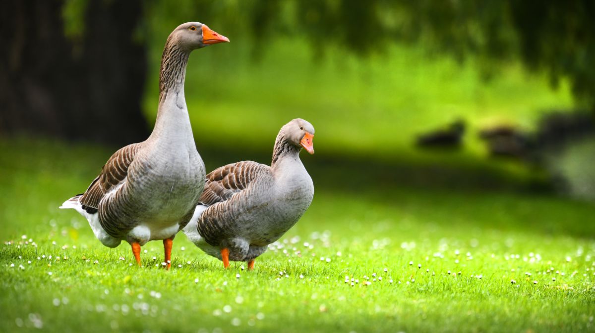 Two gooses on a green meadows