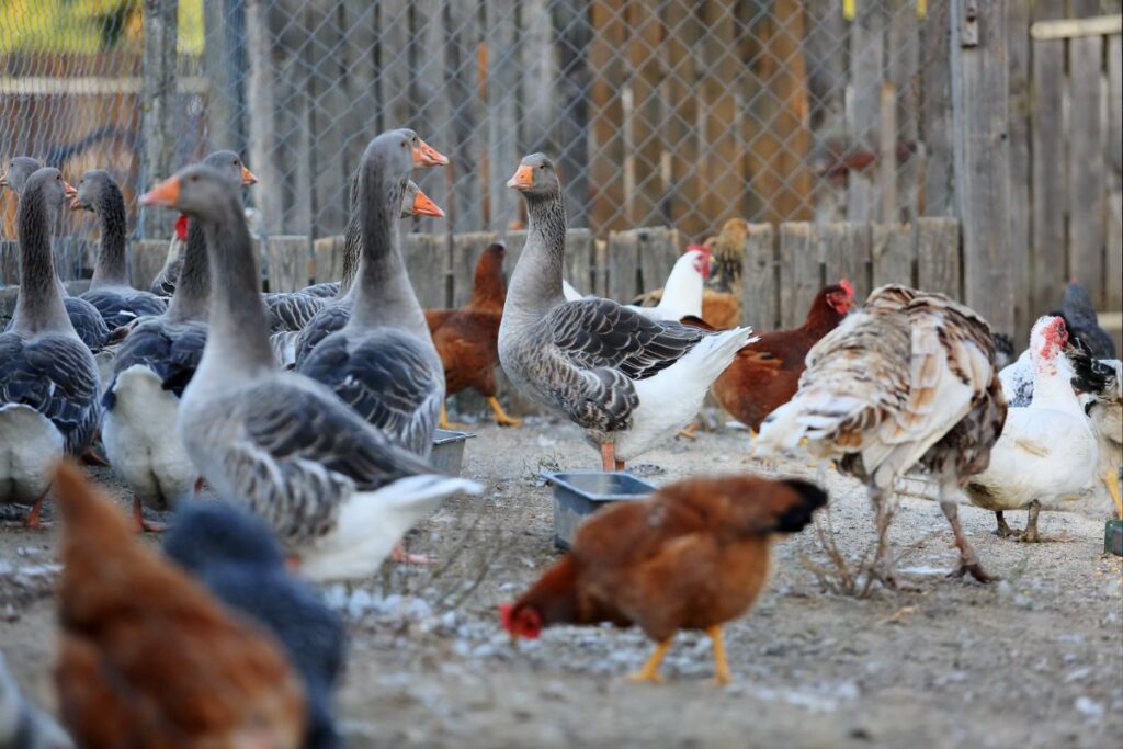 Can Geese and Chickens Live Together? (Risks, Pros & Cons) Chicken