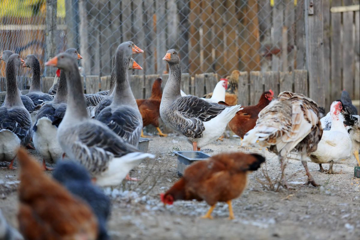 Chickens and gooses live together in a backyard.