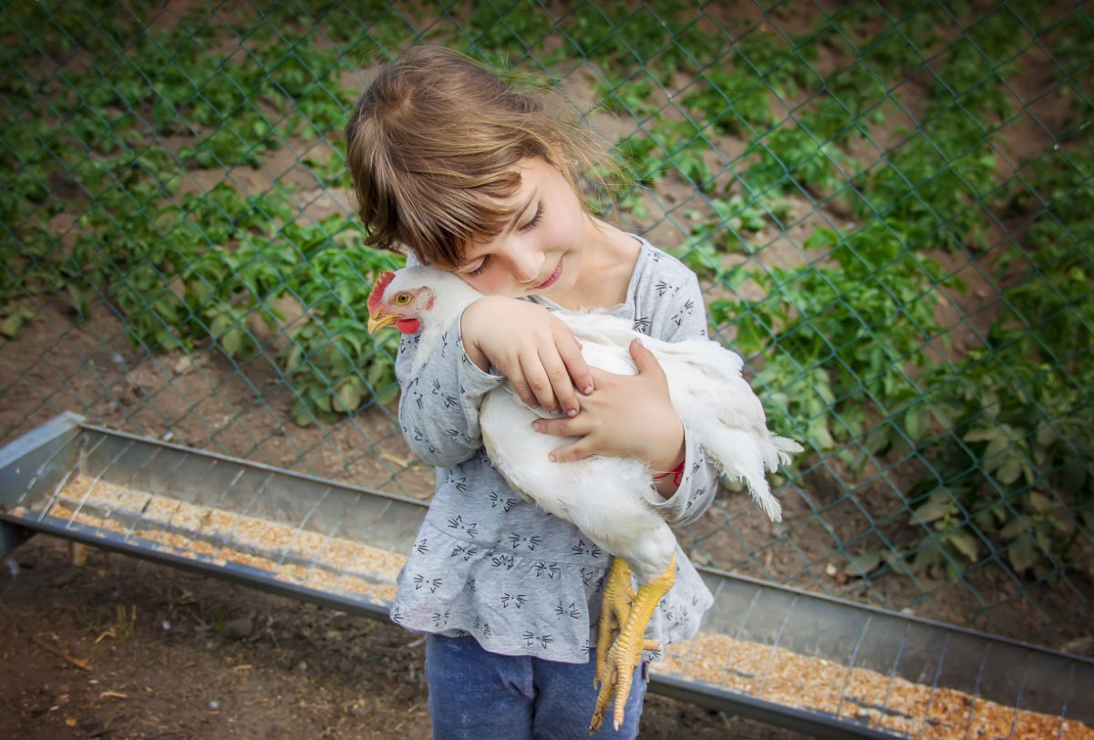 Young girl holding a white chicken.