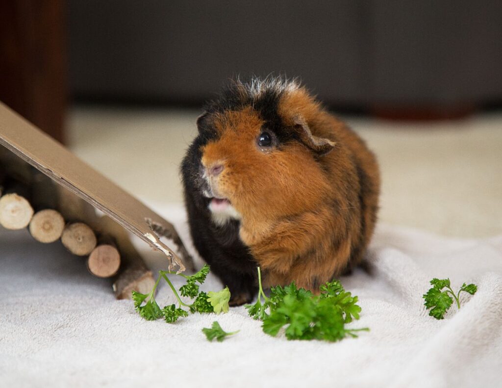 Can Guinea Pigs Live With Chickens? (explained) - Chicken & Chicks Info