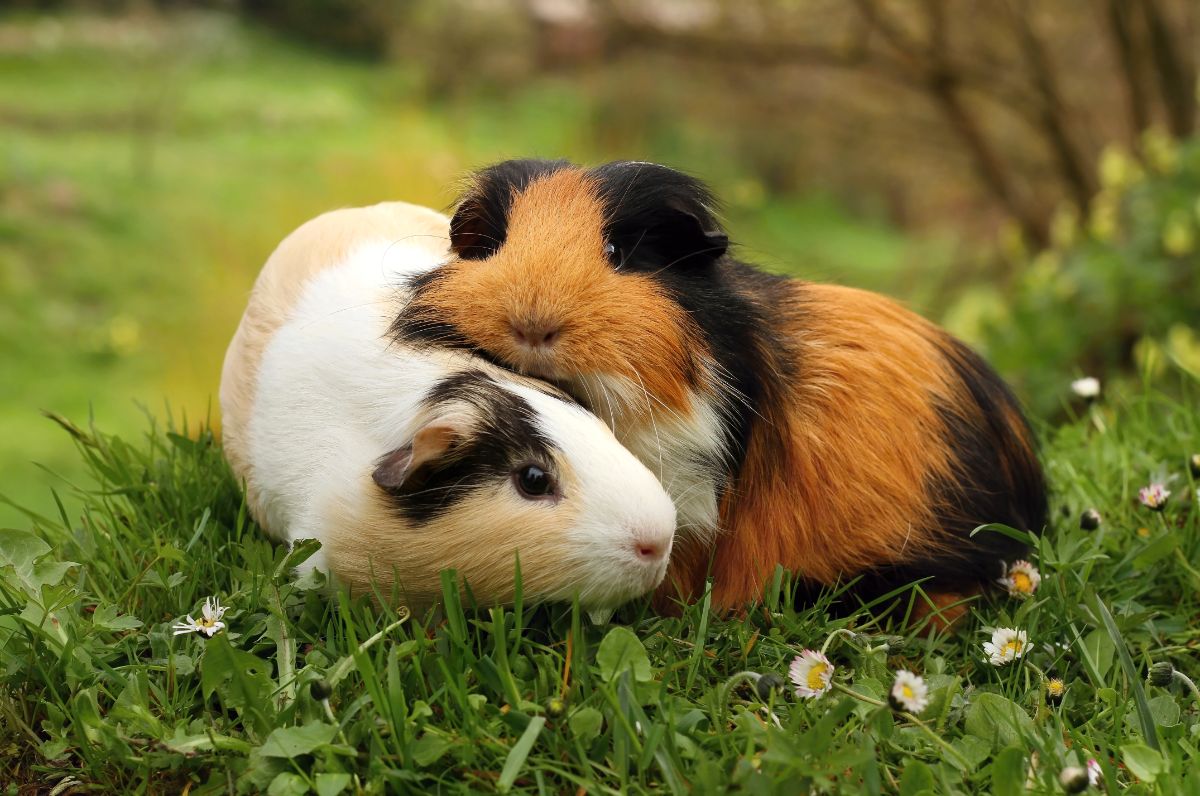 Two cute guinea pigs on a meadow.