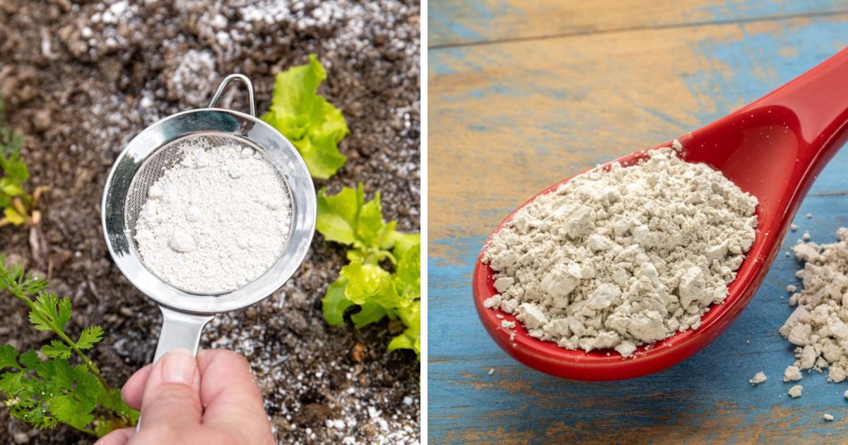 how often should i sprinkle de in chicken coop