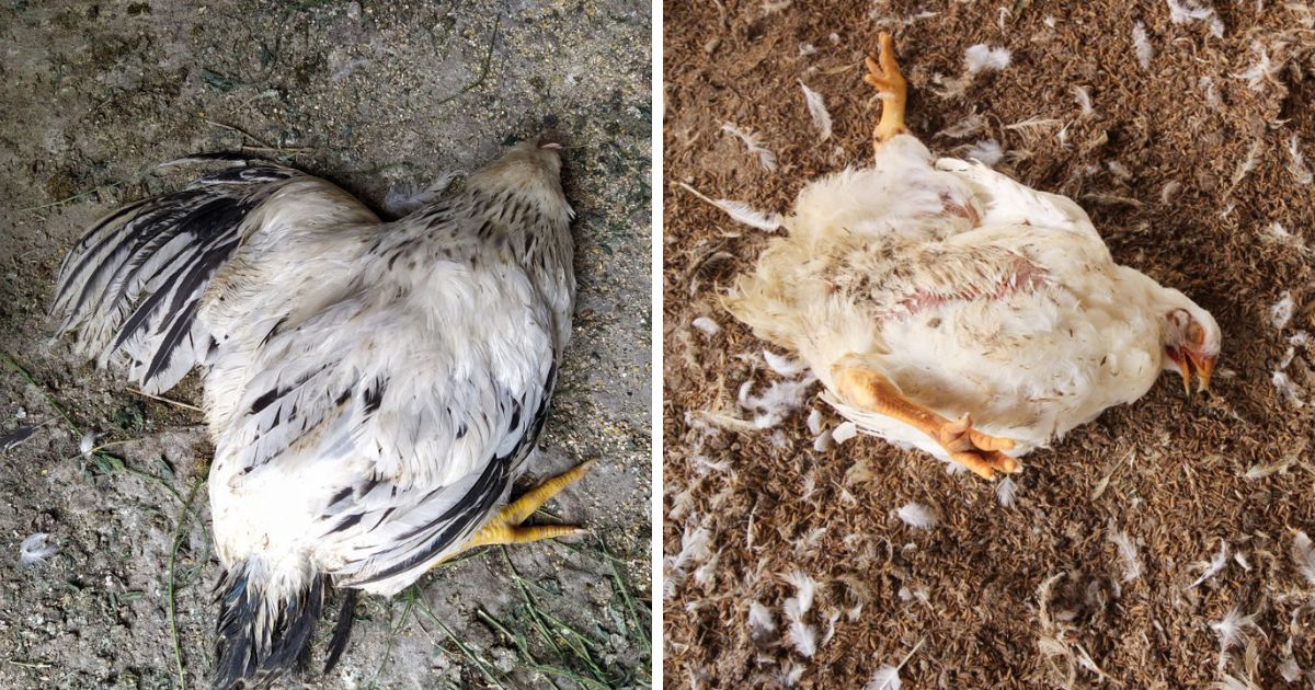 How To Dispose Of A Dead Chicken (4 Options) - Chicken & Chicks Info