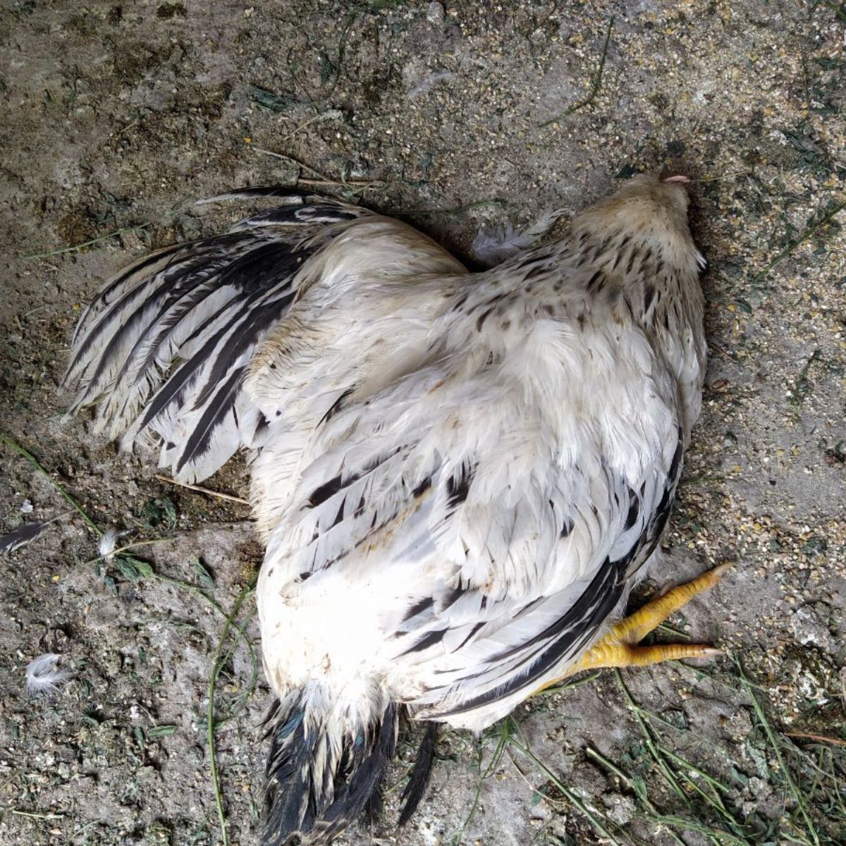 Chicken & Chicks Info Page 2 of 21 Backyard Chickens and Chicks