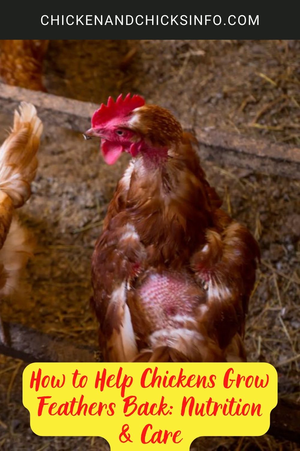 How to Help Chickens Grow Feathers Back: Nutrition & Care poster.