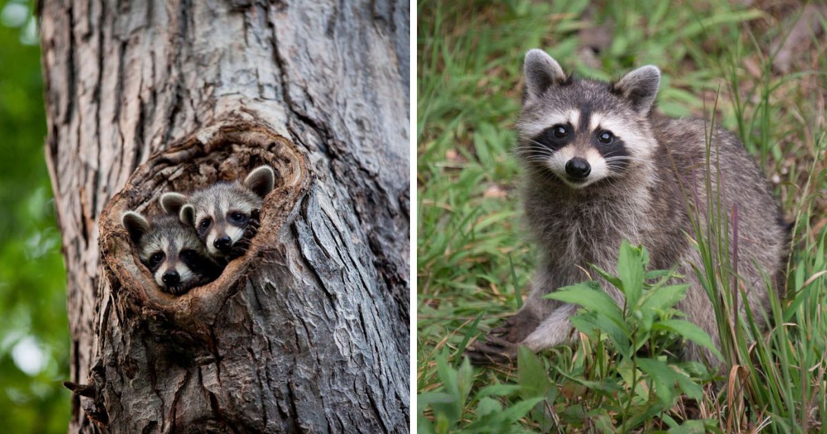 How to Keep Raccoons Away From Chickens 4 Effective Methods Chicken