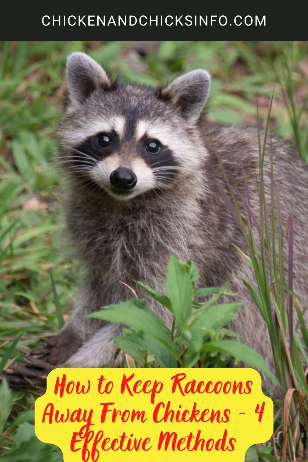 How to Keep Raccoons Away From Chickens - 4 Effective Methods poster.