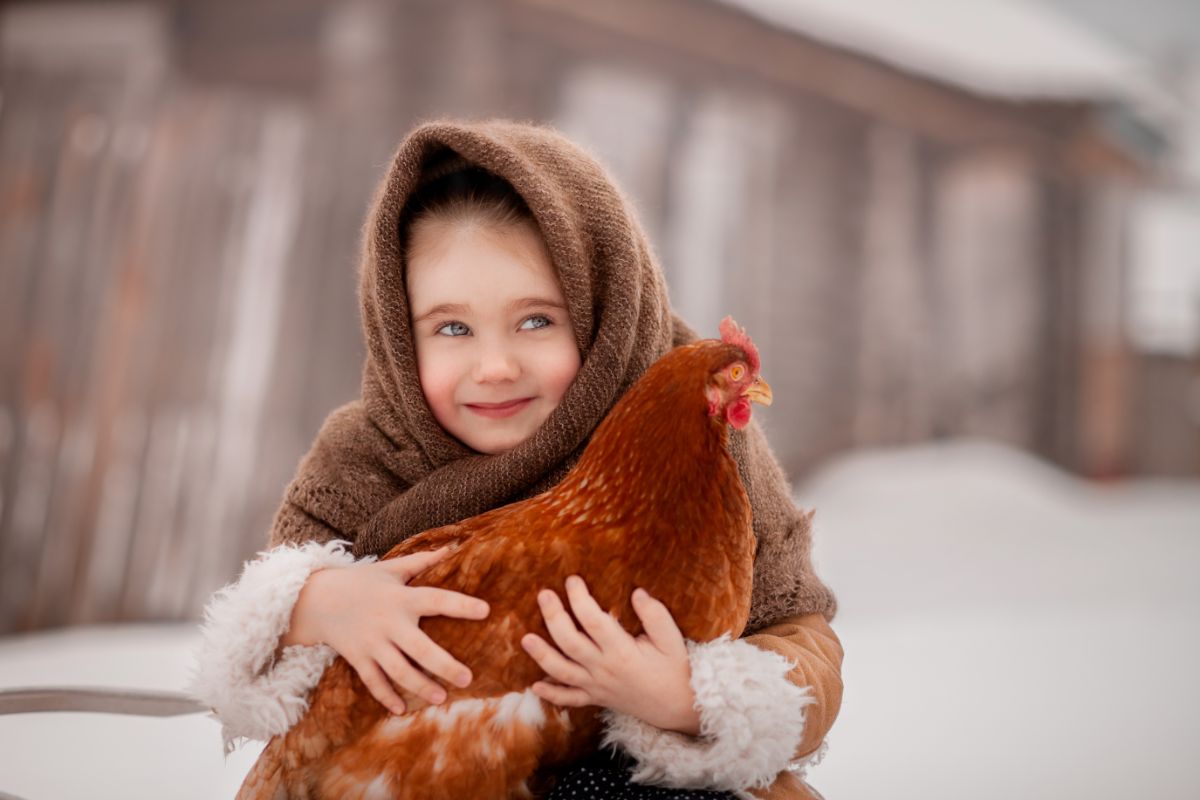 Young girl holding a red chicken.