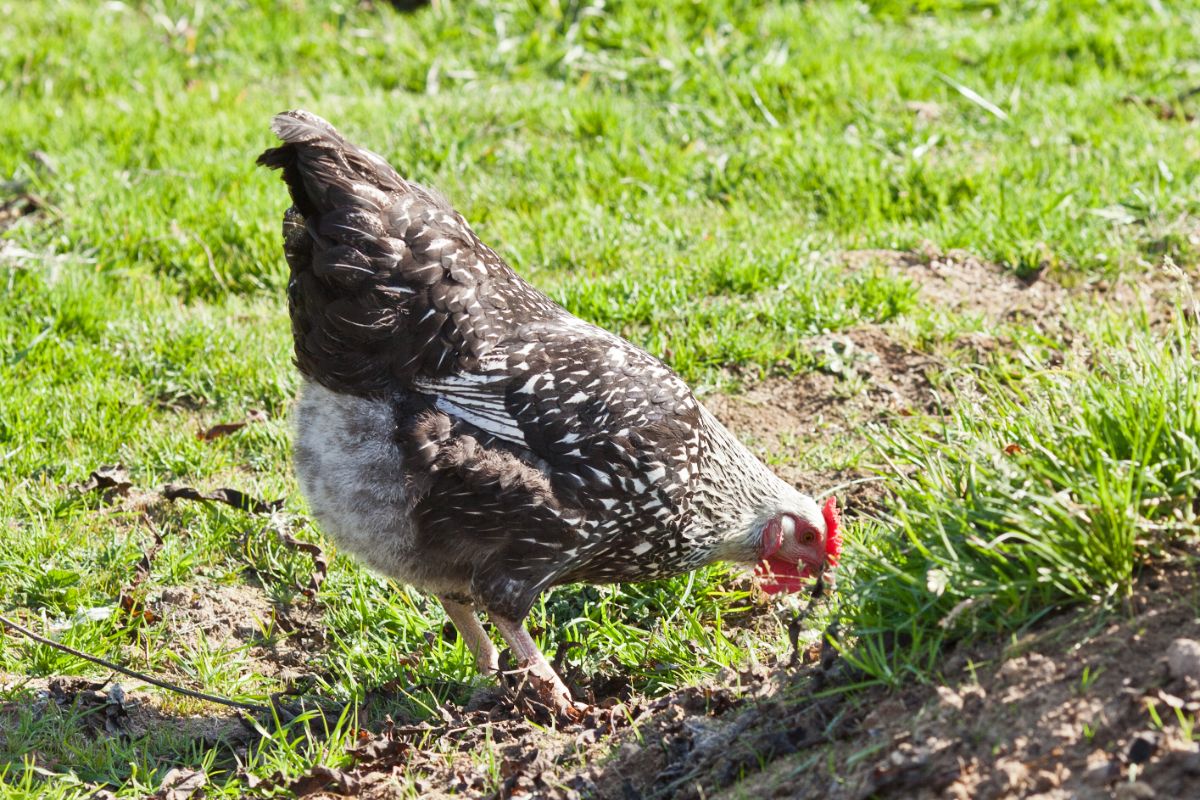 Gray chicken leaning over to eat.