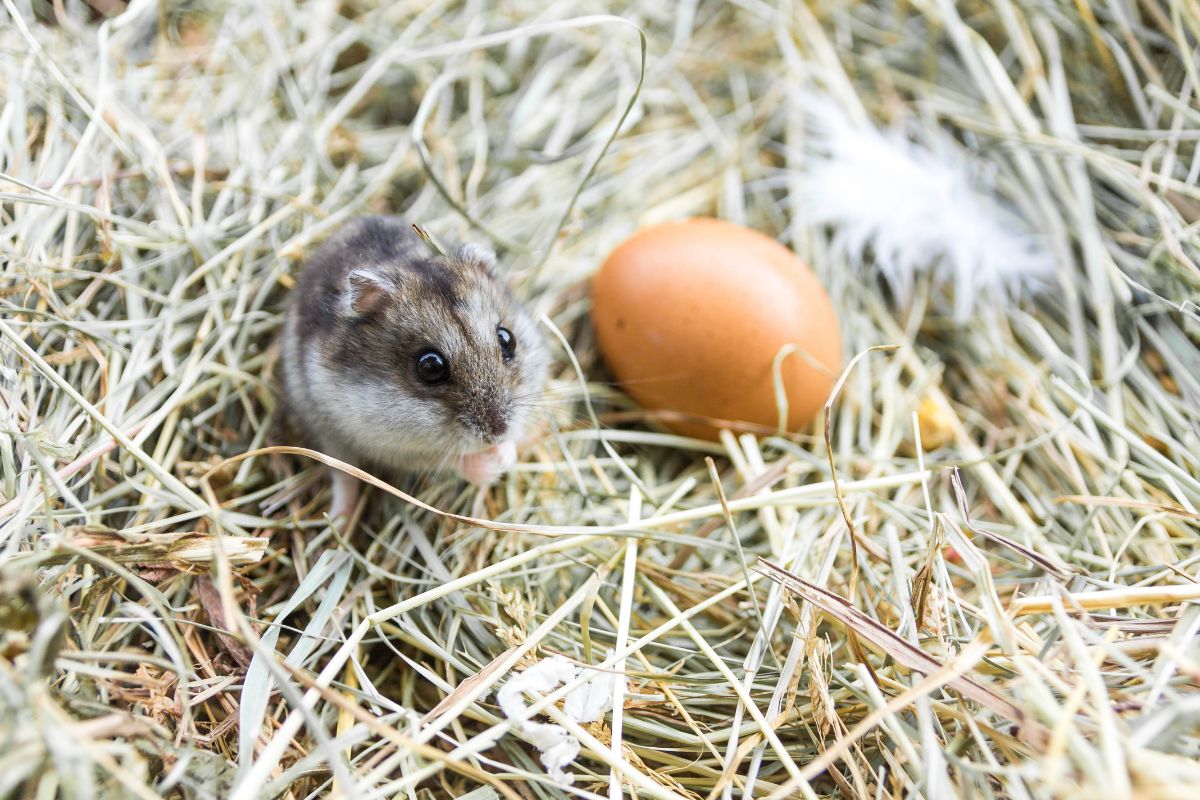 White-gray mice next to an egg in a nest.