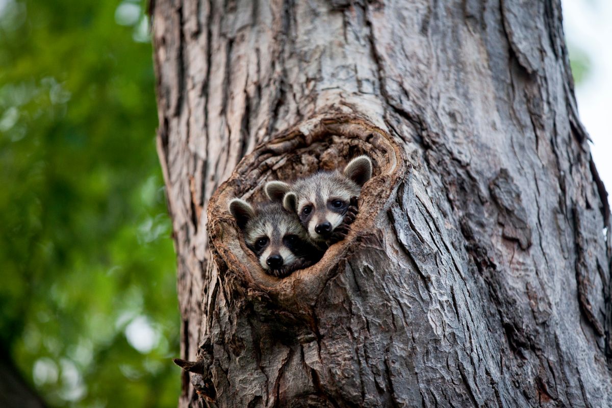 Two young wild raccoons in a tree trunk.