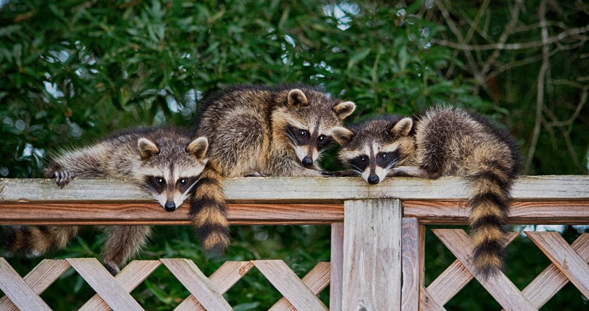 Three young wild raccoons on a wooden railing.