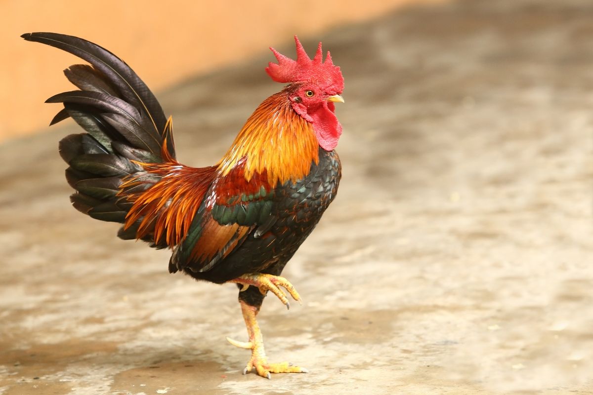 Colorful rooster standing on one foot.