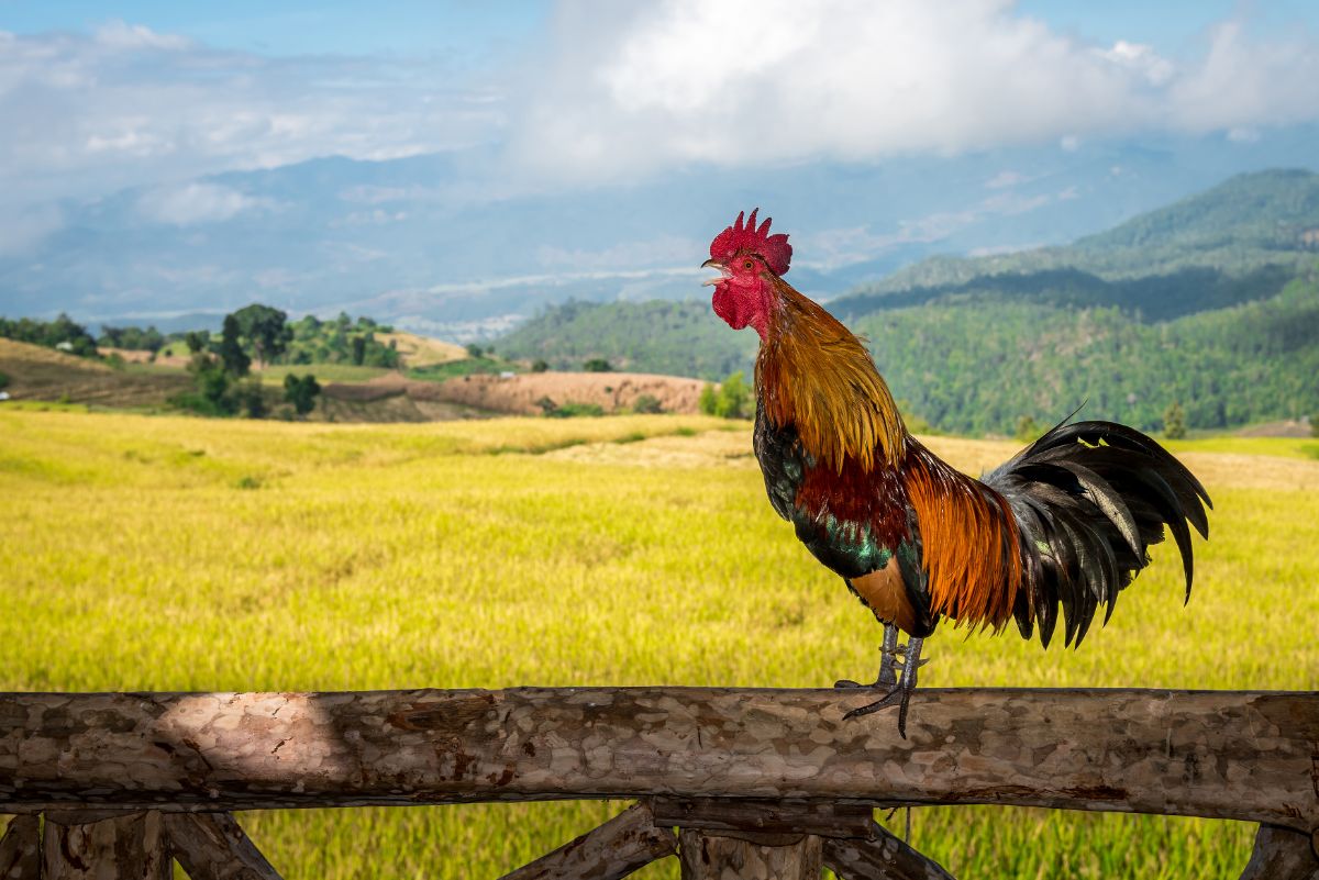 Colorful rooster standing on a wooden fence.