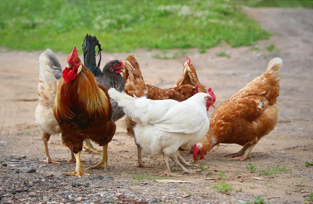 Rooster and bunch of chickens in a backyard.