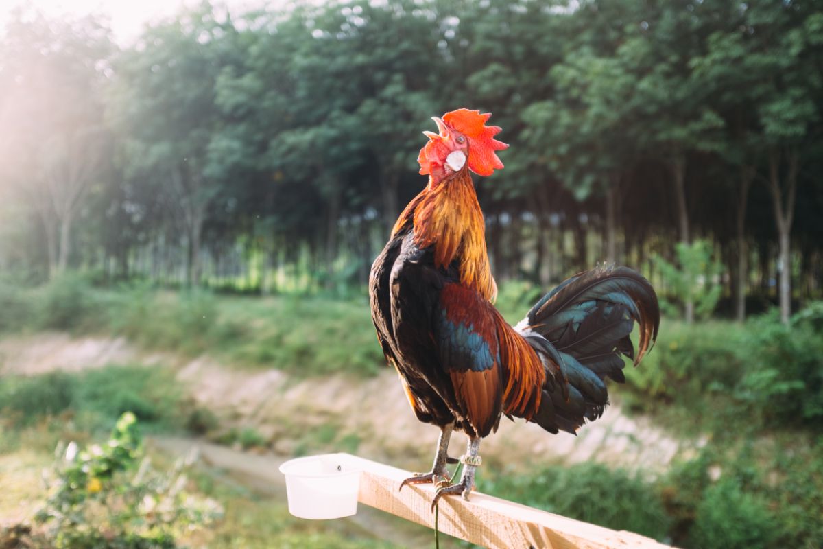 Colorful rooster crowing and standing on a wooden board.