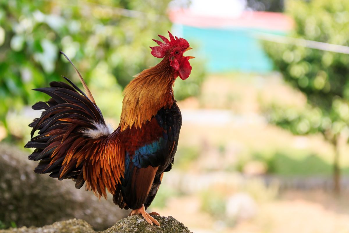 Colorful rooster crowing.