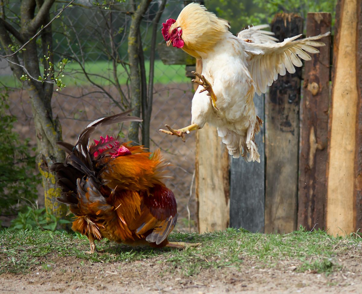 Two roosters fighting each other.