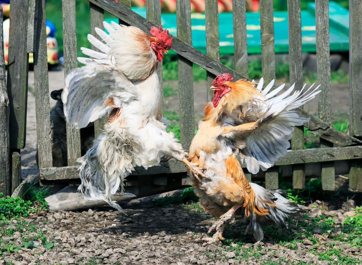 Two roosters fighting near a fence.