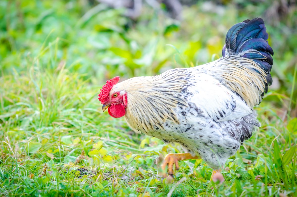 Beautiful rooster looking for insects in tall grass.