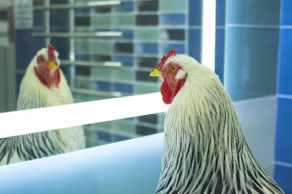 Do Chickens Like Mirrors? (Evidence Suggests Yes!) Chicken & Chicks Info