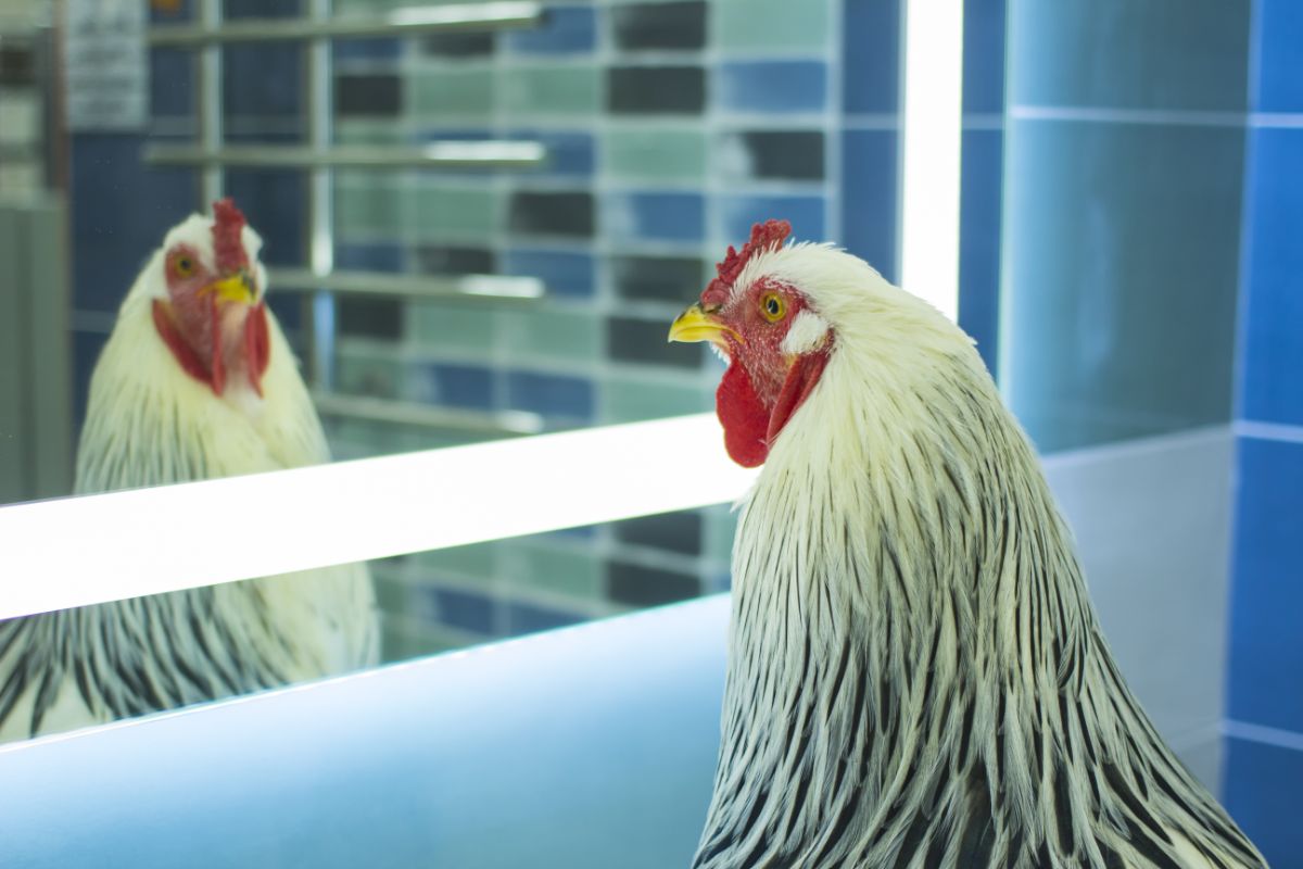 Chicken looking into a mirror.