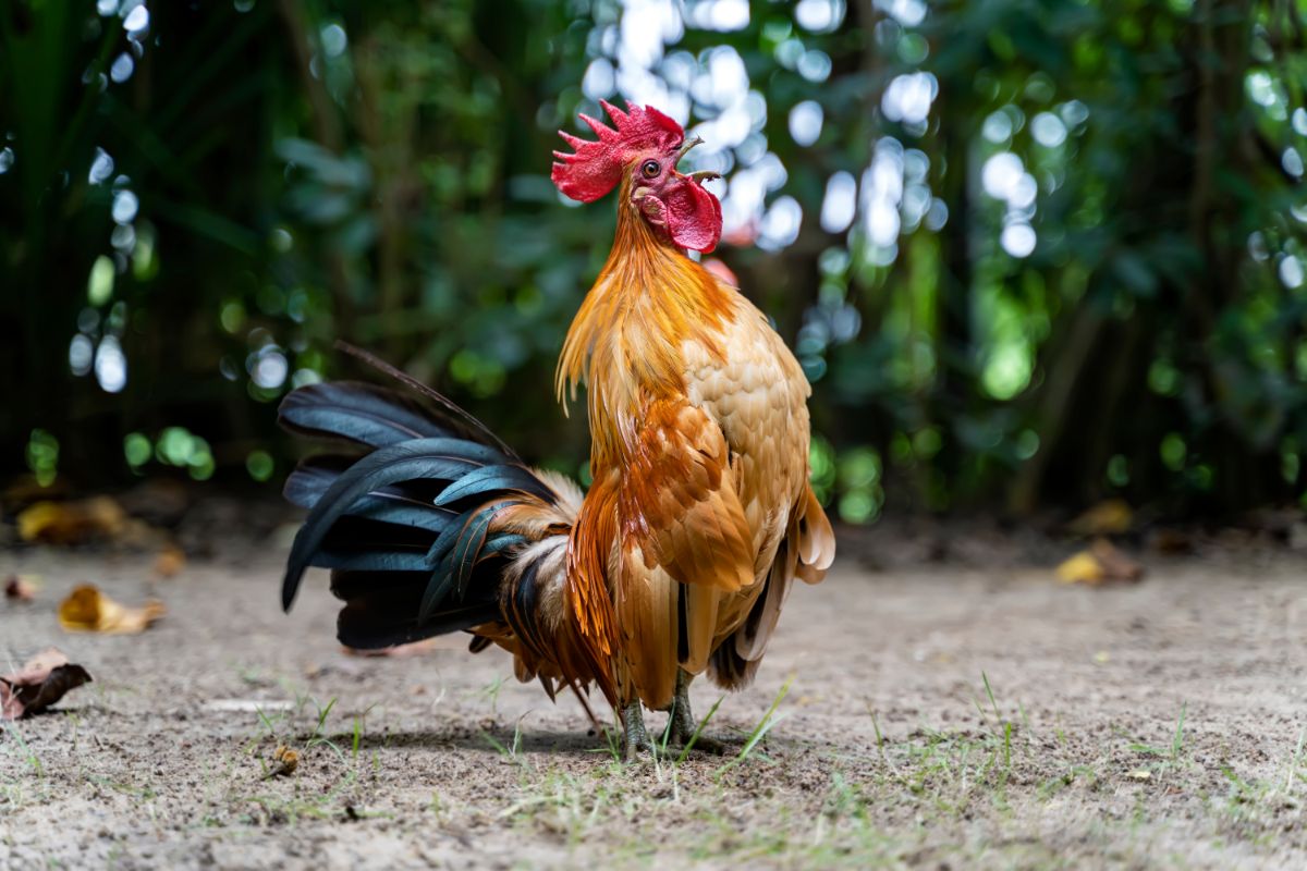 Colorful rooster standing in a backyard.