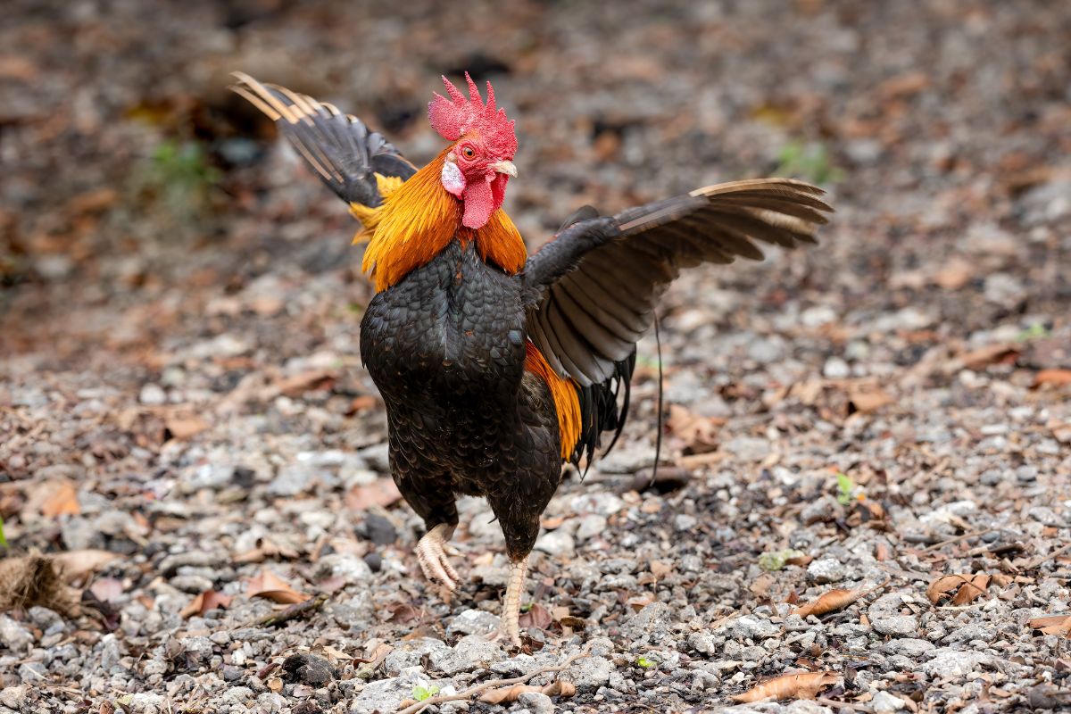 Colorful rooster spreading wings.