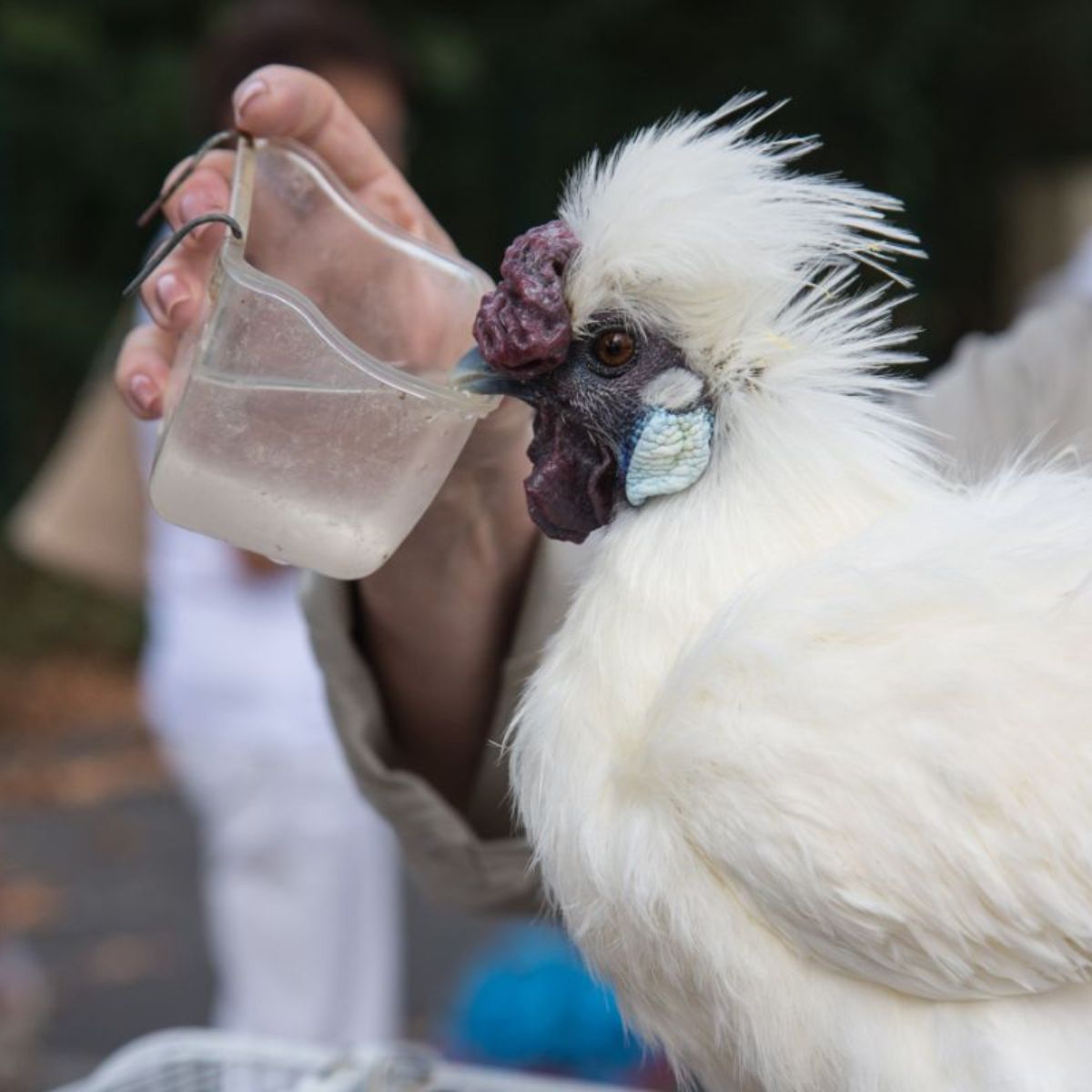 Do Foxes Eat Chicken Eggs? (Yep! Here's What To Do) Chicken & Chicks Info