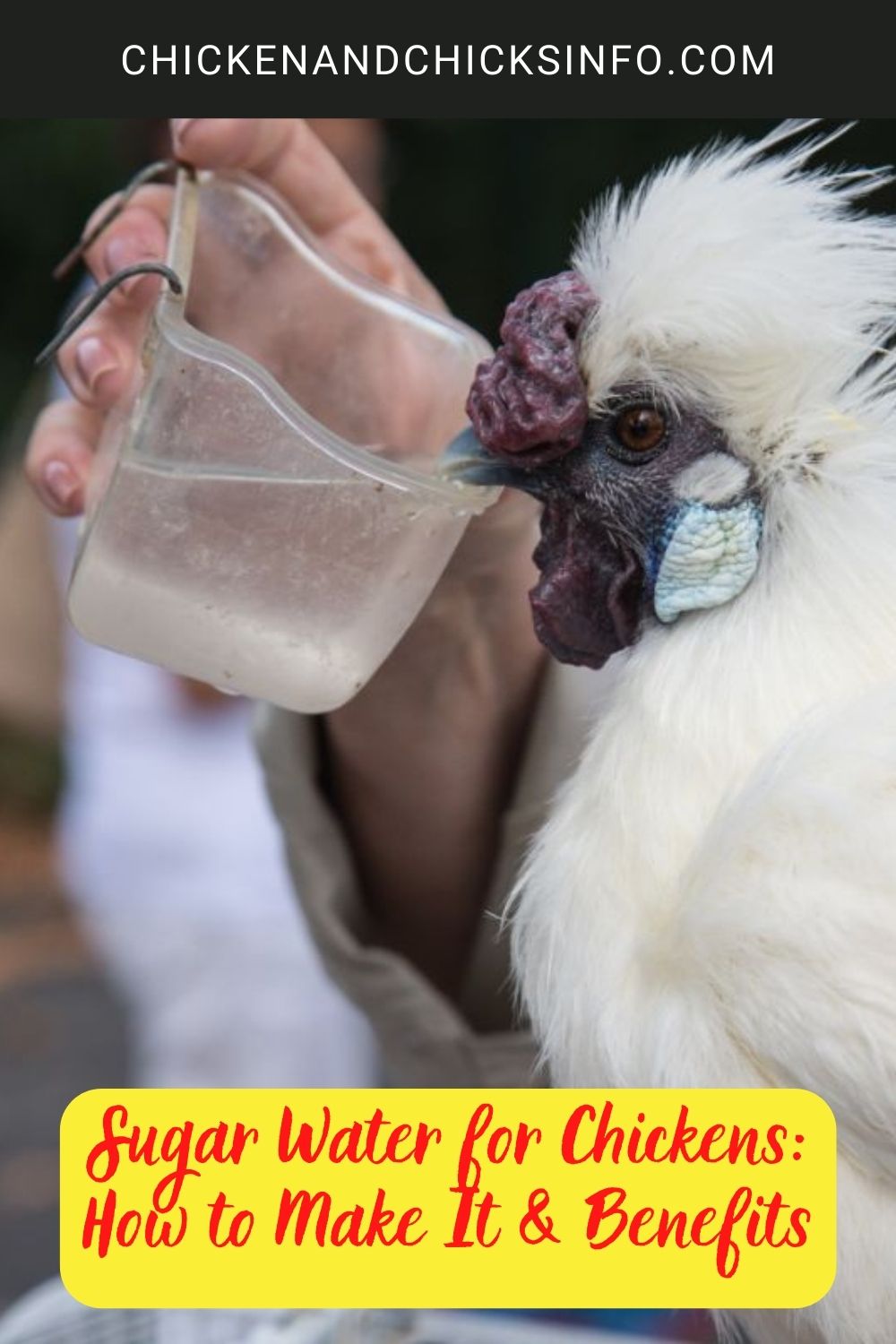 Sugar Water for Chickens: How to Make It & Benefits poster.
