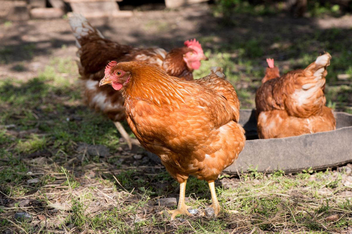 Bunch of brown chickens in a backyard.