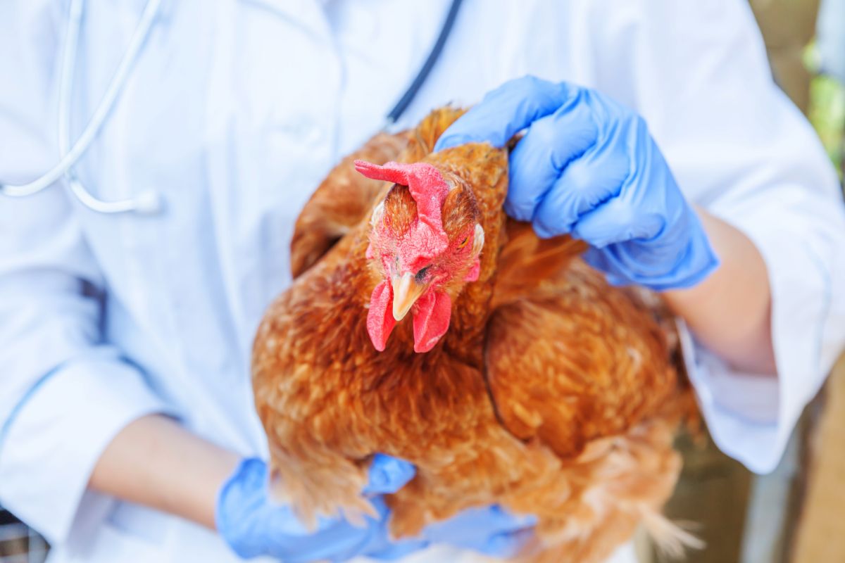 A veterinarian with gloves holding a chicken.