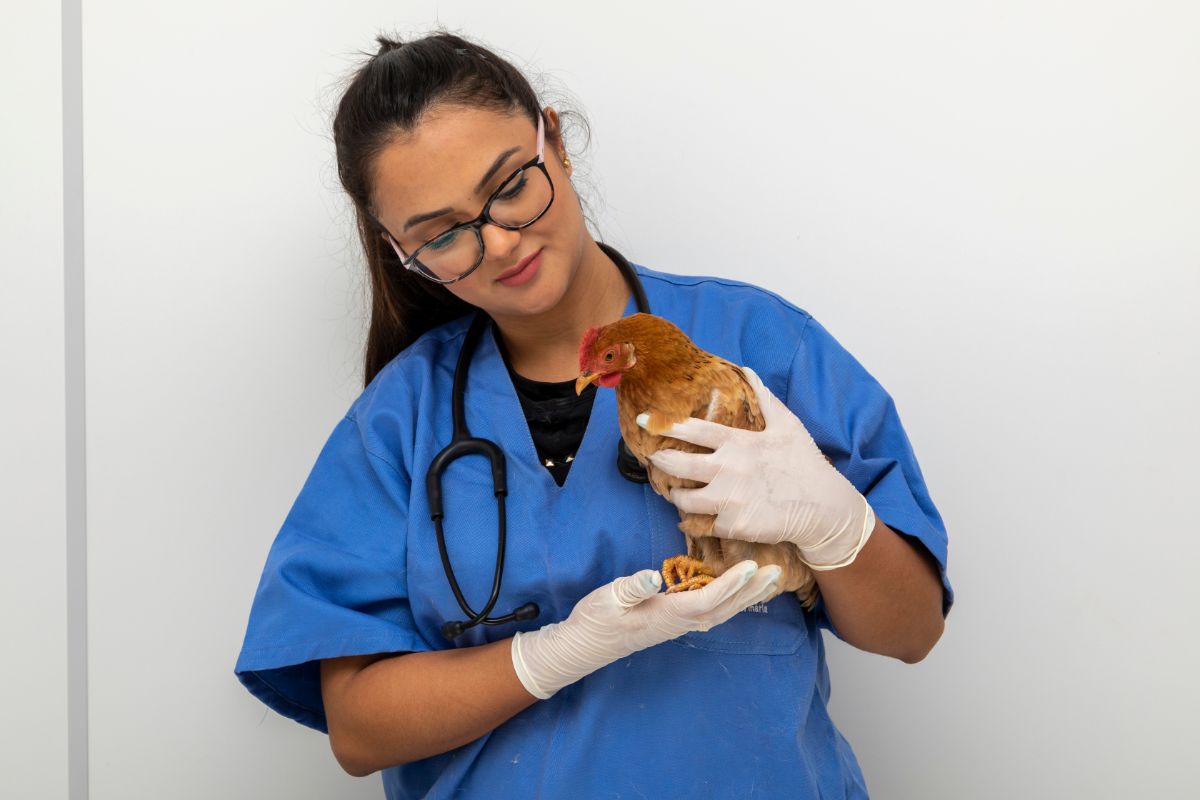 Young female veterinarian holding a chicken