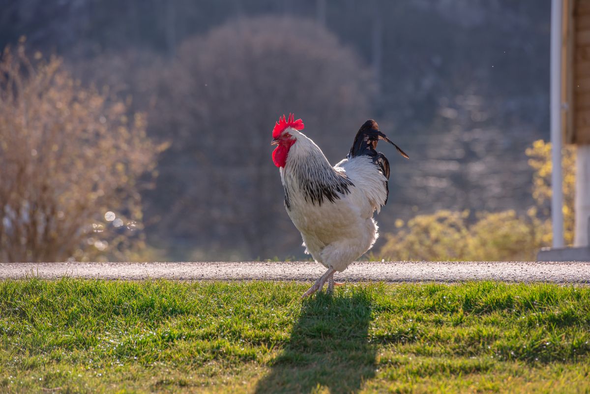 Beautiful white-gray rooster on a lawn.