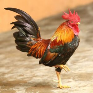 Colorful rooster standing on one foot.