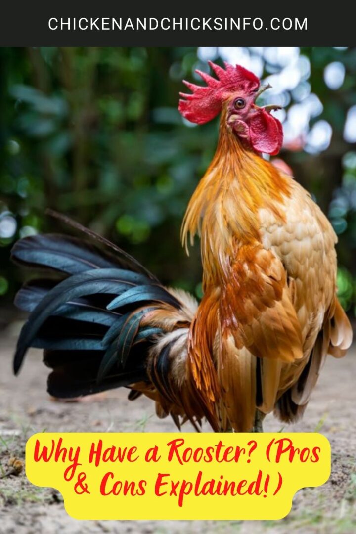 Why Have a Rooster? (Pros & Cons Explained!) Chicken & Chicks Info