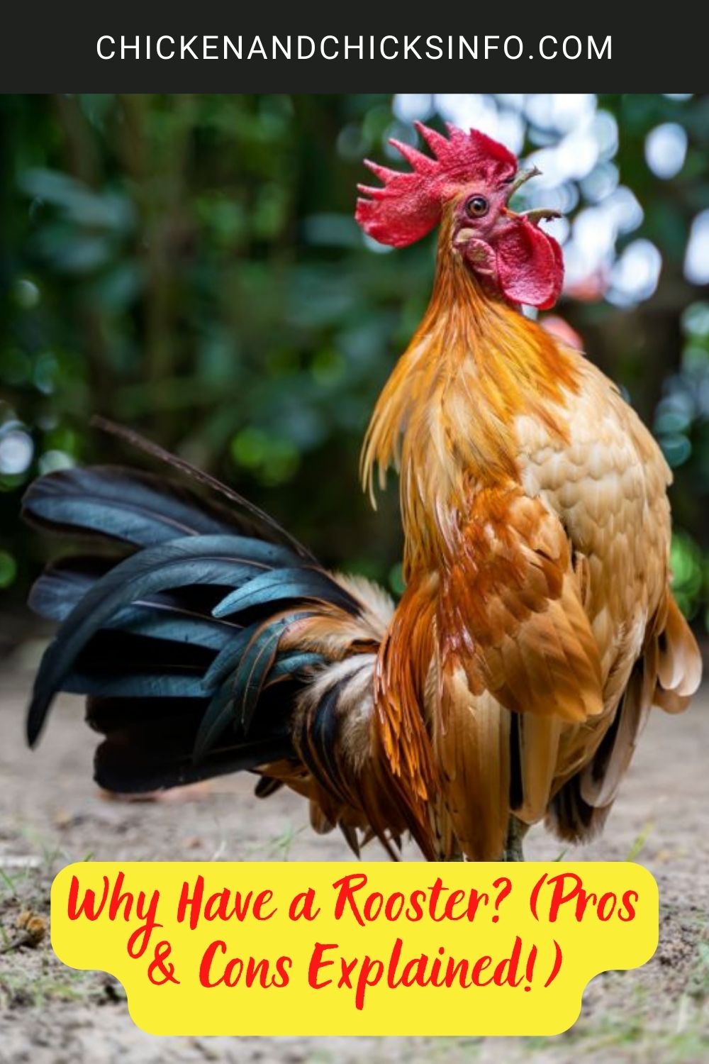 Why Have a Rooster? (Pros & Cons Explained!)