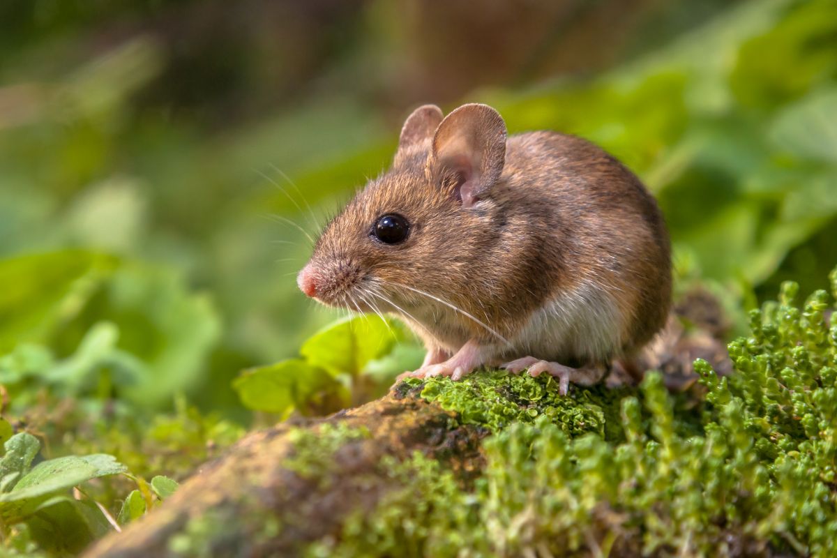 Cute-looking brown wild mice on an old tree trunk.