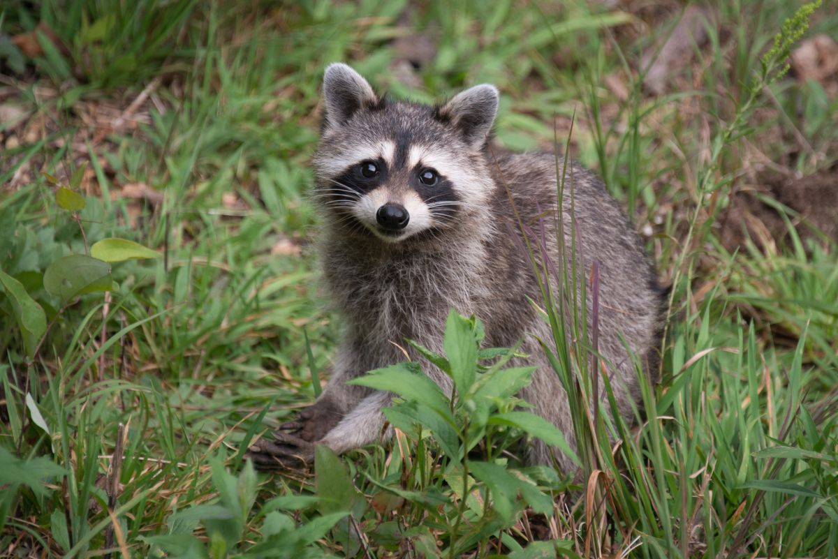Wild raccoon in the forest.