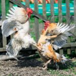 Two roosters fightning near a fence.