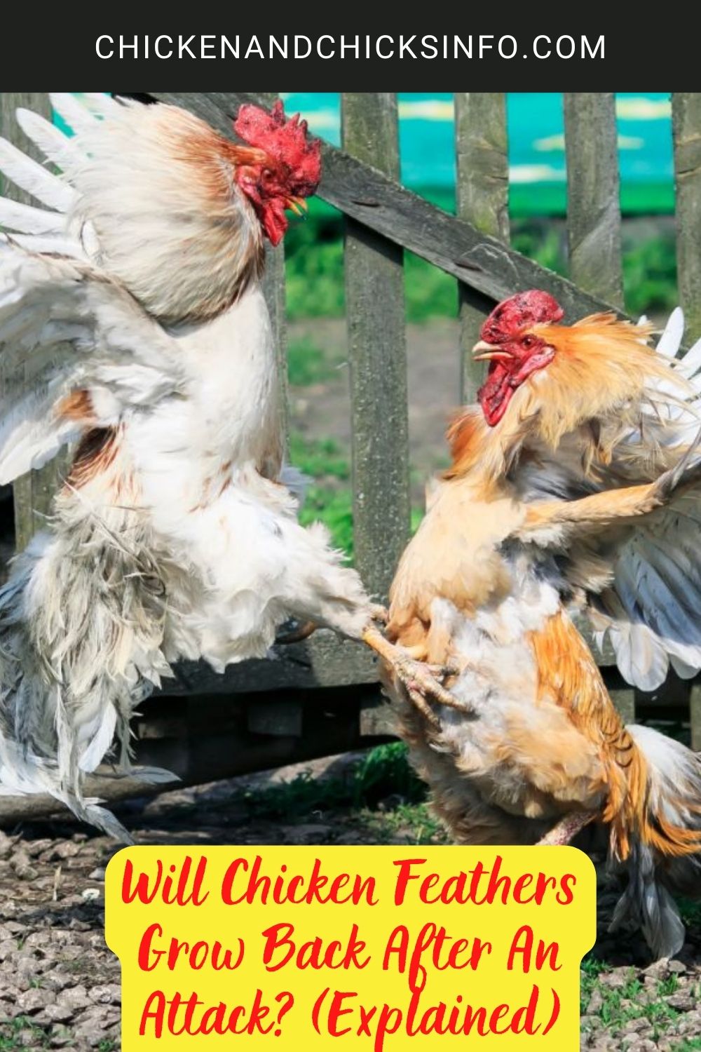Will Chicken Feathers Grow Back After An Attack? (Explained) poster.
