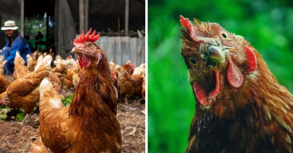 Your Chicken's Beak Bleeding? (Here’s What to Do) Chicken & Chicks Info