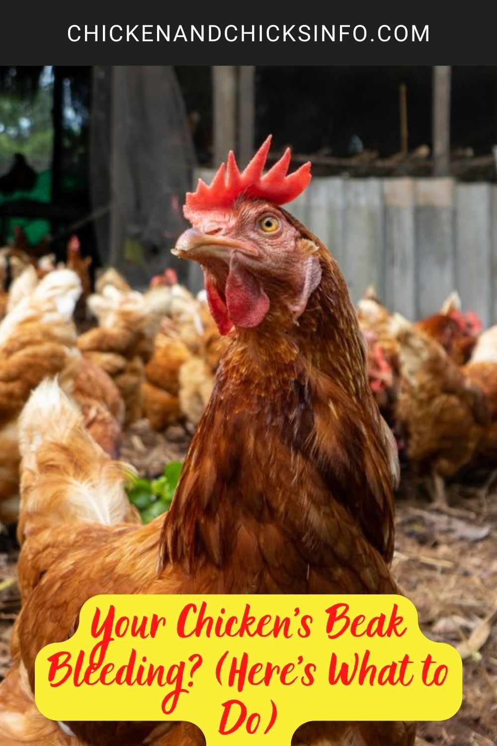 Your Chicken's Beak Bleeding? (Here’s What to Do) poster.