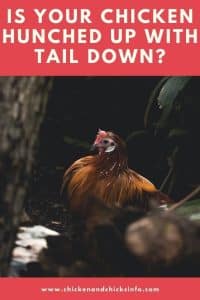 Chicken Hunched up Tail Down