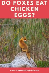 Do Foxes Eat Chicken Eggs