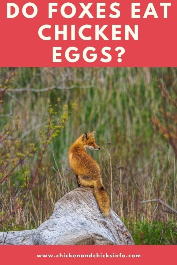Do Foxes Eat Chicken Eggs