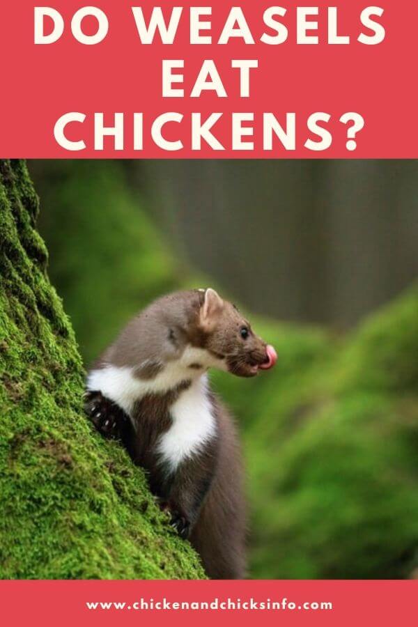 Do Weasels Eat Chickens