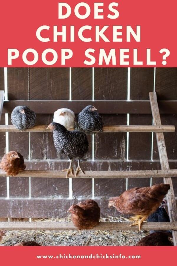 Does Chicken Poop Smell